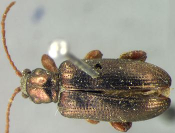 Media type: image;   Entomology 32947 Aspect: habitus dorsal view